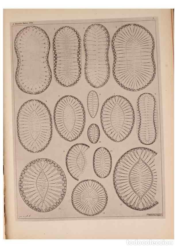 Coleccionismo de Revistas y Peri&oacute;dicos: Reproducci&oacute;n/Reproduction 49389399383: Atlas der Diatomaceen-Kunde /. Leipzig :O.R. Reisland,[1874-1