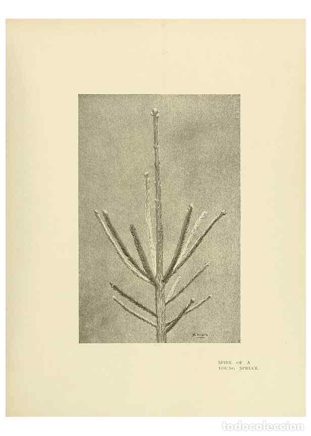 Coleccionismo de Revistas y Peri&oacute;dicos: Reproducci&oacute;n/Reproduction 49419884703: British trees /. London :Hutchinson,1907.. - Cole, Rex Vicat,