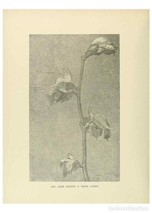 Coleccionismo de Revistas y Peri&oacute;dicos: Reproducci&oacute;n/Reproduction 49419895168: British trees /. London :Hutchinson,1907.. - Cole, Rex Vicat,