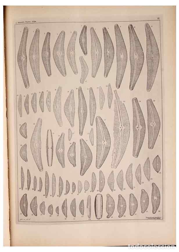 Sammeln von Zeitschriften und Zeitungen: Reproducci&oacute;n/Reproduction 49389874496: Atlas der Diatomaceen-Kunde /. Leipzig :O.R. Reisland,[1874-1