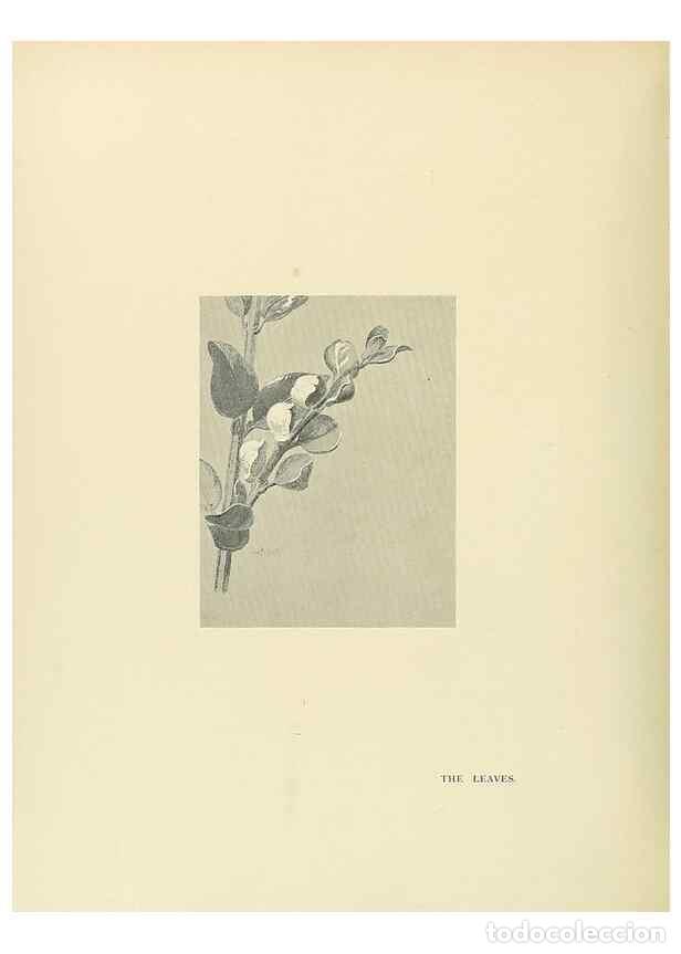 Sammeln von Zeitschriften und Zeitungen: Reproducci&oacute;n/Reproduction 49420364201: British trees /. London :Hutchinson,1907.. - Cole, Rex Vicat,