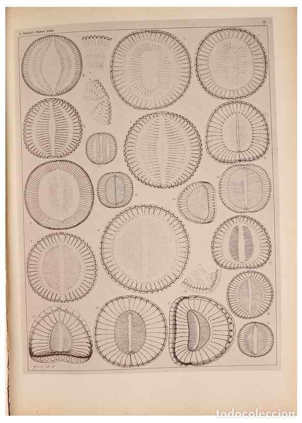Sammeln von Zeitschriften und Zeitungen: Reproducci&oacute;n/Reproduction 49389402848: Atlas der Diatomaceen-Kunde /. Leipzig :O.R. Reisland,[1874-1
