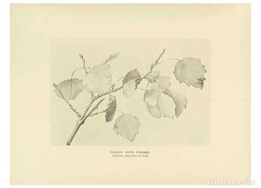 Colecionismo de Revistas e Jornais: Reproducci&oacute;n/Reproduction 49420359306: British trees /. London :Hutchinson,1907.. - Cole, Rex Vicat,