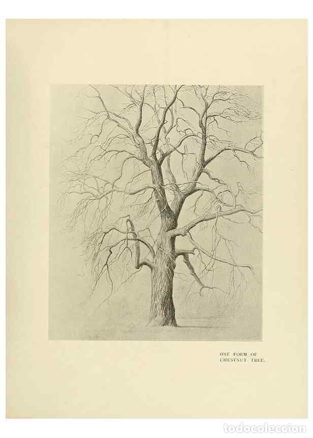 Colecionismo de Revistas e Jornais: Reproducci&oacute;n/Reproduction 49419880668: British trees /. London :Hutchinson,1907.. - Cole, Rex Vicat,