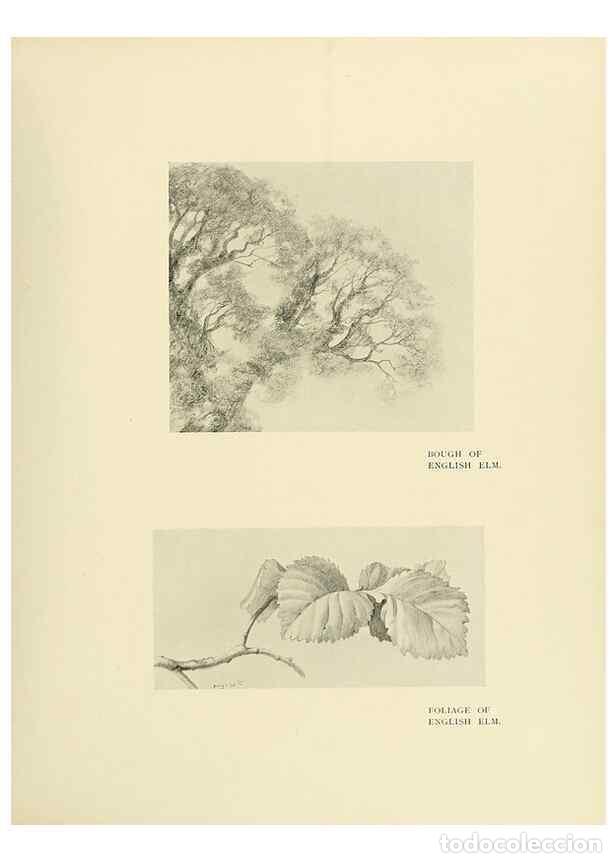 Colecionismo de Revistas e Jornais: Reproducci&oacute;n/Reproduction 49419876378: British trees /. London :Hutchinson,1907.. - Cole, Rex Vicat,