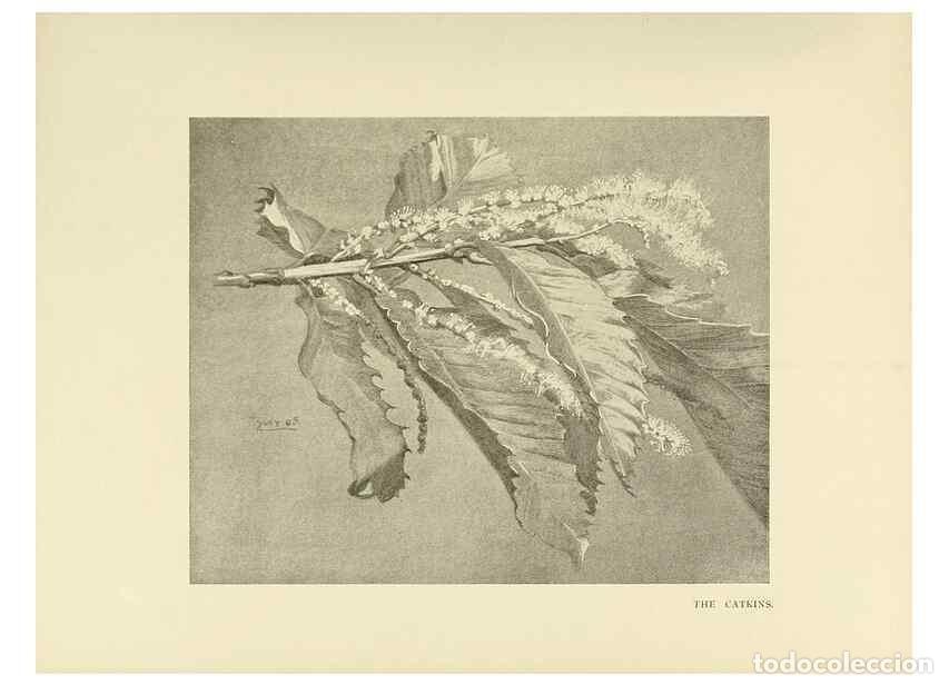 Colecionismo de Revistas e Jornais: Reproducci&oacute;n/Reproduction 49420568897: British trees /. London :Hutchinson,1907.. - Cole, Rex Vicat,