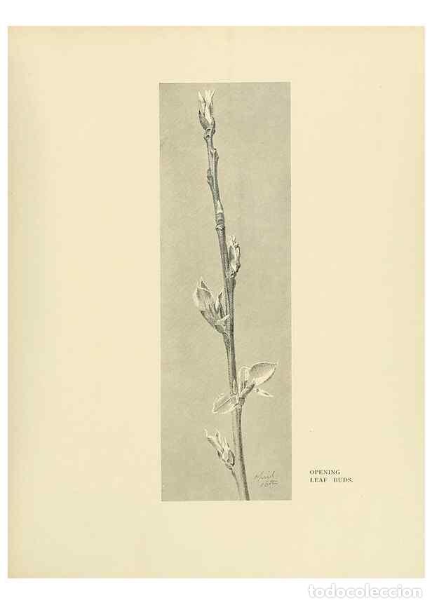 Colecionismo de Revistas e Jornais: Reproducci&oacute;n/Reproduction 49420354701: British trees /. London :Hutchinson,1907.. - Cole, Rex Vicat,