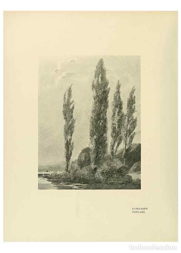 Colecionismo de Revistas e Jornais: Reproducci&oacute;n/Reproduction 49420575167: British trees /. London :Hutchinson,1907.. - Cole, Rex Vicat,