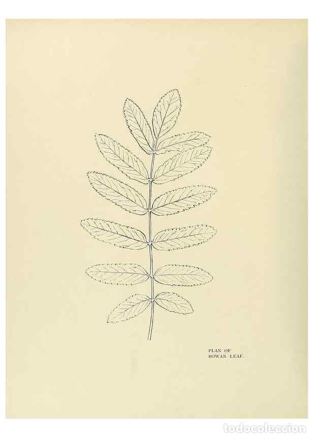 Colecionismo de Revistas e Jornais: Reproducci&oacute;n/Reproduction 49420566062: British trees /. London :Hutchinson,1907.. - Cole, Rex Vicat,