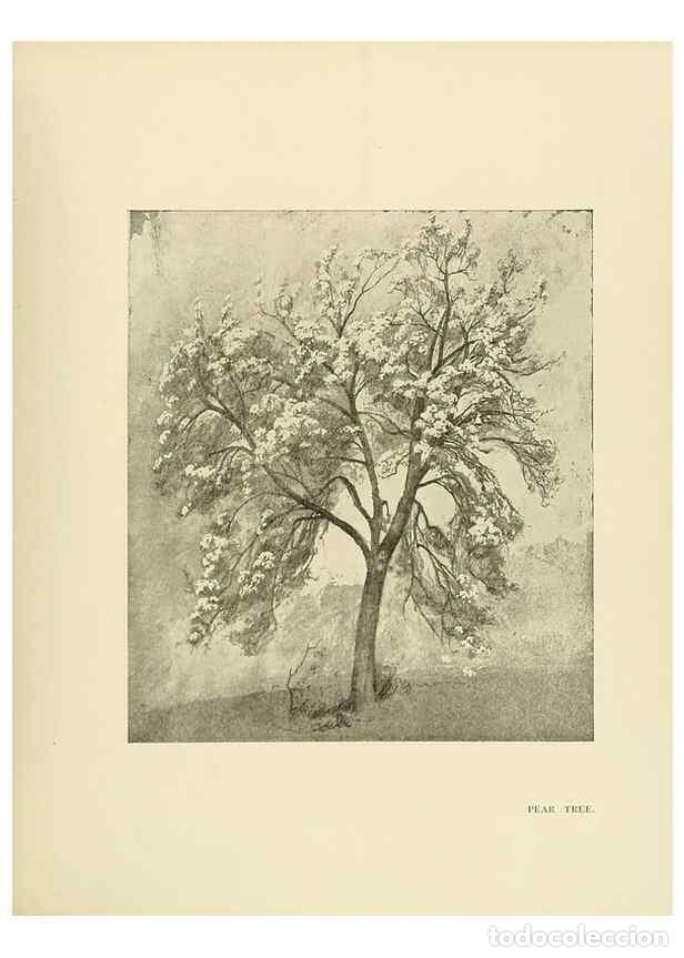 Colecionismo de Revistas e Jornais: Reproducci&oacute;n/Reproduction 49419883353: British trees /. London :Hutchinson,1907.. - Cole, Rex Vicat,