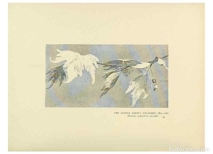 Colecionismo de Revistas e Jornais: Reproducci&oacute;n/Reproduction 49419892768: British trees /. London :Hutchinson,1907.. - Cole, Rex Vicat,