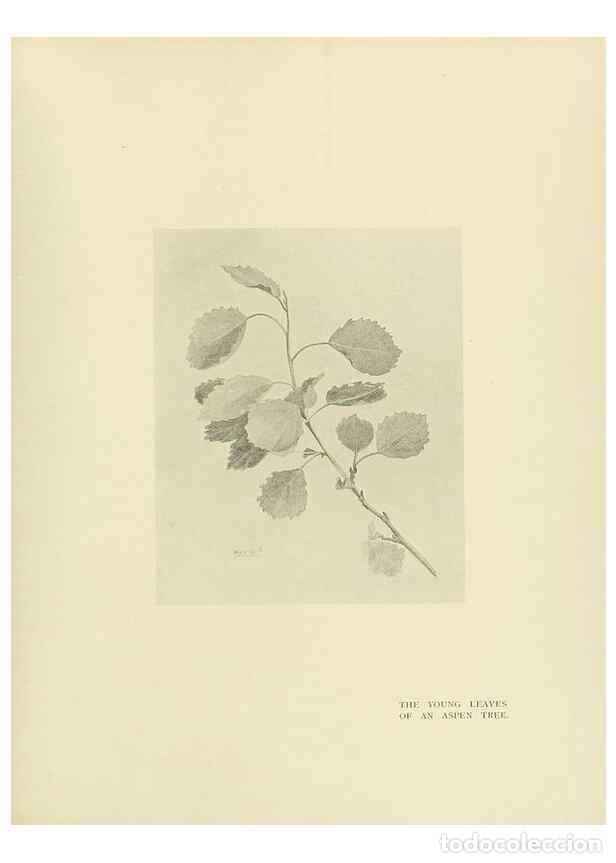 Colecionismo de Revistas e Jornais: Reproducci&oacute;n/Reproduction 49419890563: British trees /. London :Hutchinson,1907.. - Cole, Rex Vicat,