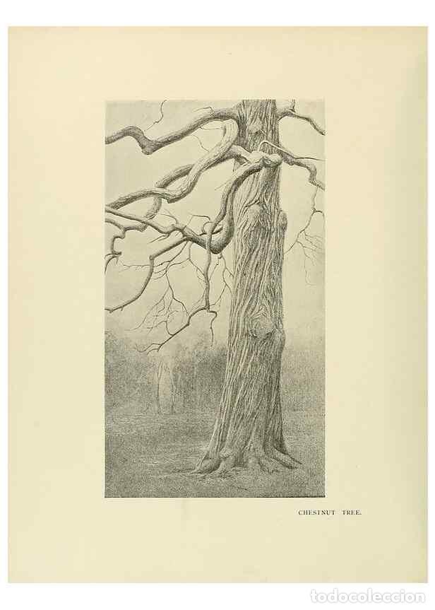Colecionismo de Revistas e Jornais: Reproducci&oacute;n/Reproduction 49420567277: British trees /. London :Hutchinson,1907.. - Cole, Rex Vicat,