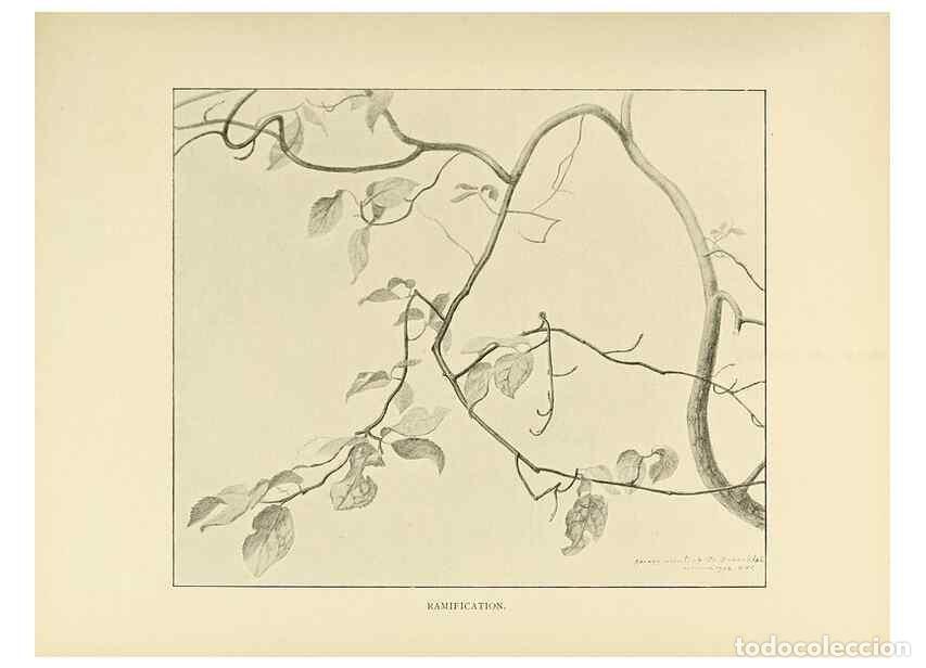 Coleccionismo de Revistas y Peri&oacute;dicos: Reproducci&oacute;n/Reproduction 49420341341: British trees /. London :Hutchinson,1907.. - Cole, Rex Vicat,