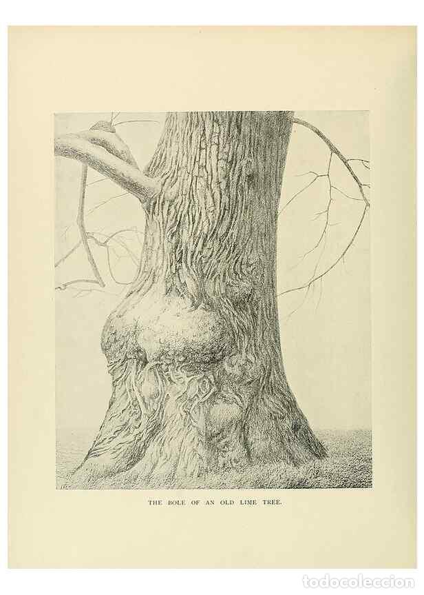 Coleccionismo de Revistas y Peri&oacute;dicos: Reproducci&oacute;n/Reproduction 49420580992: British trees /. London :Hutchinson,1907.. - Cole, Rex Vicat,