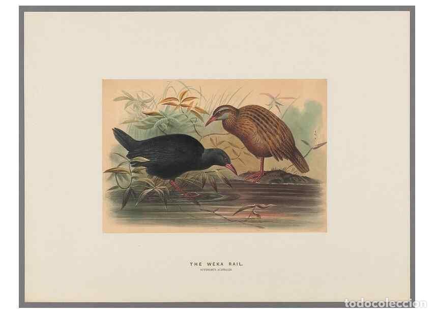 Coleccionismo de Revistas y Peri&oacute;dicos: Reproducci&oacute;n/Reproduction 49419346702: Zoological sketches /. London :Henry Graves,1861-1867.. - Wol