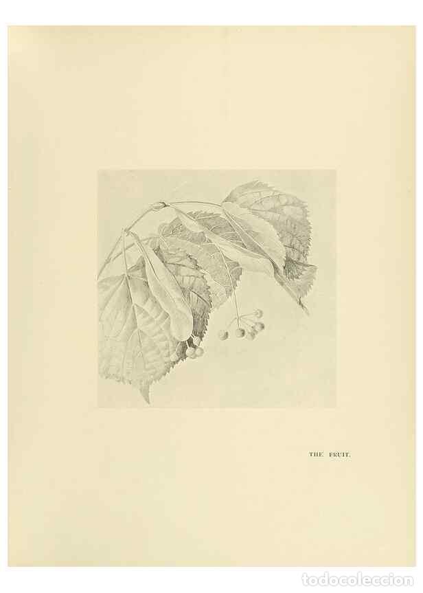 Coleccionismo de Revistas y Peri&oacute;dicos: Reproducci&oacute;n/Reproduction 49420363561: British trees /. London :Hutchinson,1907.. - Cole, Rex Vicat,