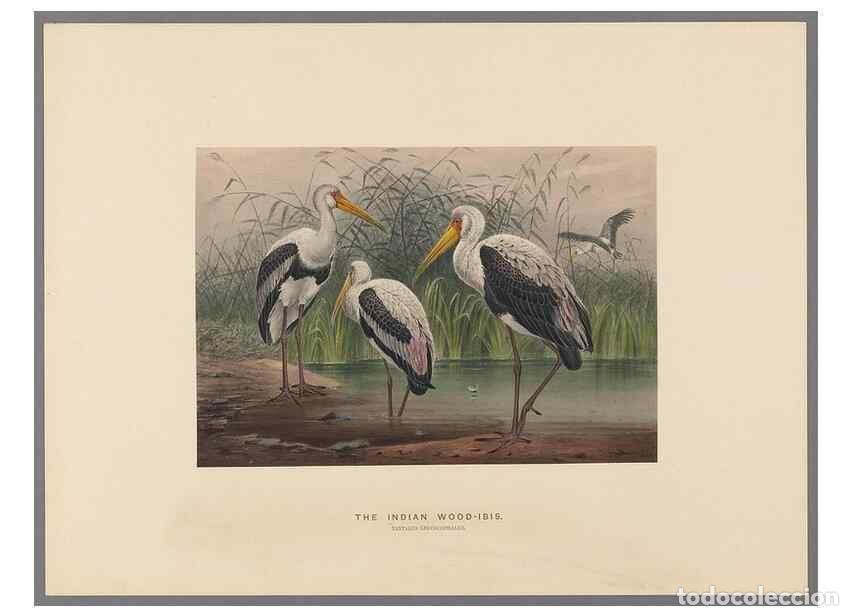 Coleccionismo de Revistas y Peri&oacute;dicos: Reproducci&oacute;n/Reproduction 49419347697: Zoological sketches /. London :Henry Graves,1861-1867.. - Wol