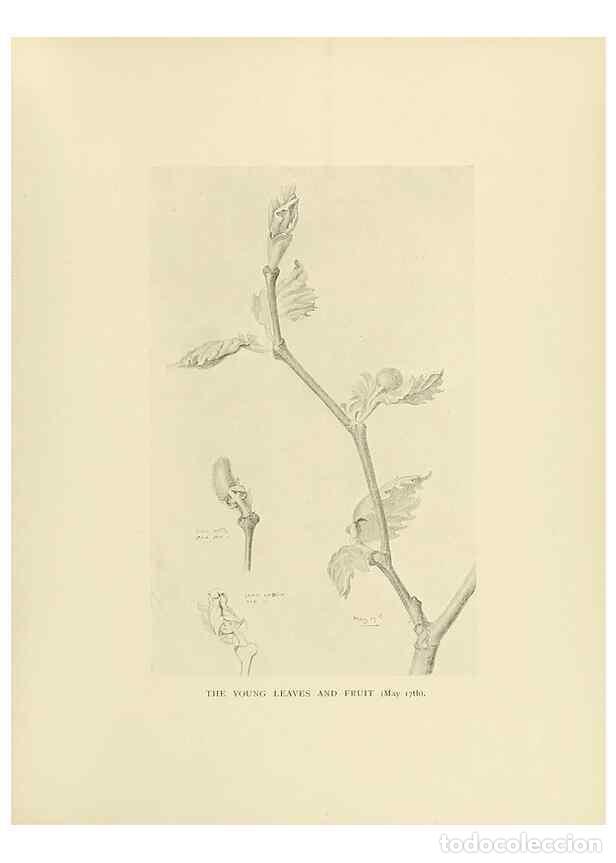 Coleccionismo de Revistas y Peri&oacute;dicos: Reproducci&oacute;n/Reproduction 49420579062: British trees /. London :Hutchinson,1907.. - Cole, Rex Vicat,