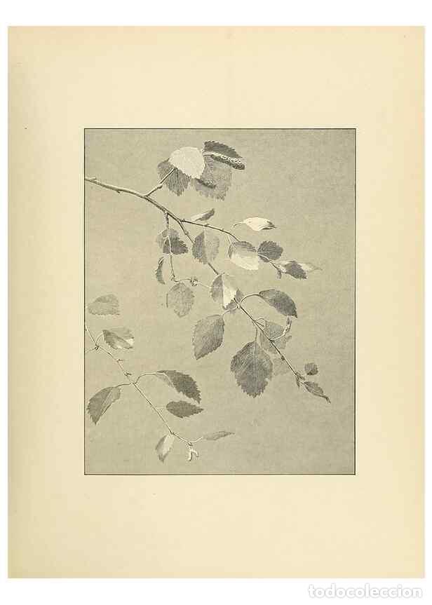 Coleccionismo de Revistas y Peri&oacute;dicos: Reproducci&oacute;n/Reproduction 49420521242: British trees /. London :Hutchinson,1907.. - Cole, Rex Vicat,