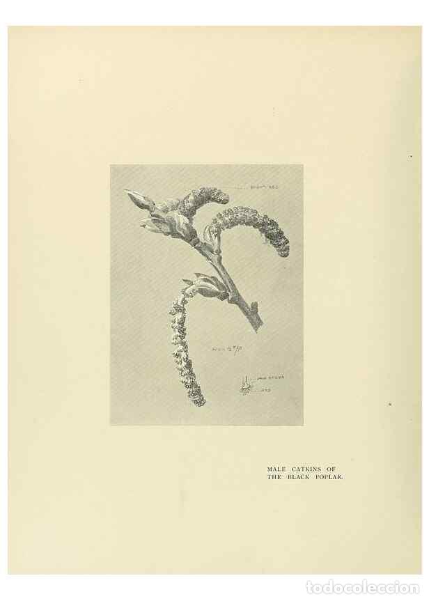 Coleccionismo de Revistas y Peri&oacute;dicos: Reproducci&oacute;n/Reproduction 49419886628: British trees /. London :Hutchinson,1907.. - Cole, Rex Vicat,