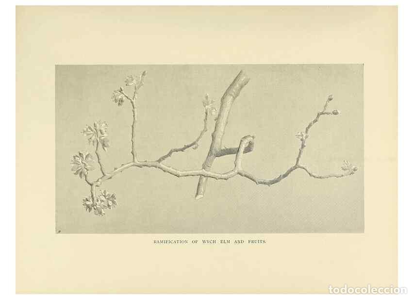 Coleccionismo de Revistas y Peri&oacute;dicos: Reproducci&oacute;n/Reproduction 49420564277: British trees /. London :Hutchinson,1907.. - Cole, Rex Vicat,