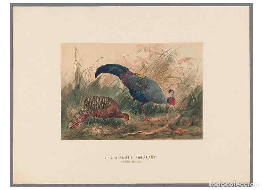 Coleccionismo de Revistas y Peri&oacute;dicos: Reproducci&oacute;n/Reproduction 49418658273: Zoological sketches /. London :Henry Graves,1861-1867.. - Wol