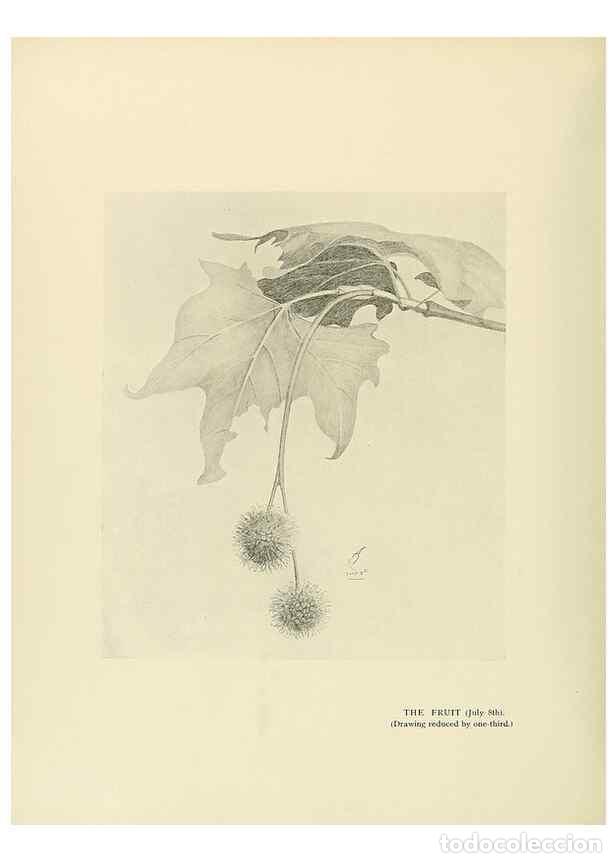 Coleccionismo de Revistas y Peri&oacute;dicos: Reproducci&oacute;n/Reproduction 49420579652: British trees /. London :Hutchinson,1907.. - Cole, Rex Vicat,