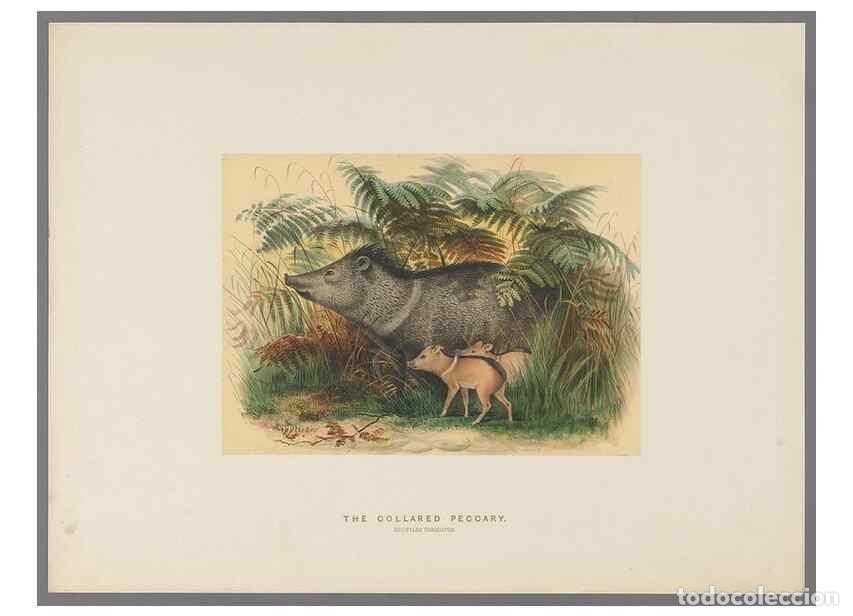 Coleccionismo de Revistas y Peri&oacute;dicos: Reproducci&oacute;n/Reproduction 49418656048: Zoological sketches /. London :Henry Graves,1861-1867.. - Wol