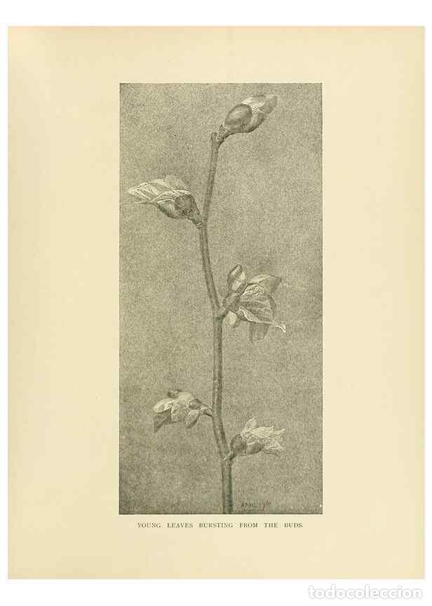 Colecionismo de Revistas e Jornais: Reproducci&oacute;n/Reproduction 49419894798: British trees /. London :Hutchinson,1907.. - Cole, Rex Vicat,