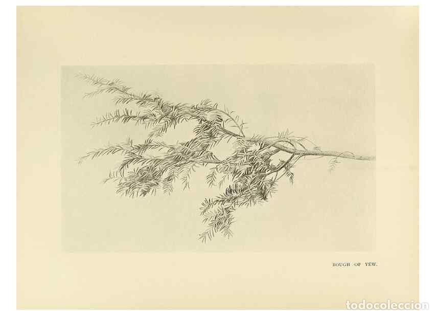 Coleccionismo de Revistas y Peri&oacute;dicos: Reproducci&oacute;n/Reproduction 49420363861: British trees /. London :Hutchinson,1907.. - Cole, Rex Vicat,