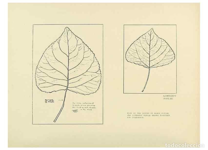 Coleccionismo de Revistas y Peri&oacute;dicos: Reproducci&oacute;n/Reproduction 49419888793: British trees /. London :Hutchinson,1907.. - Cole, Rex Vicat,