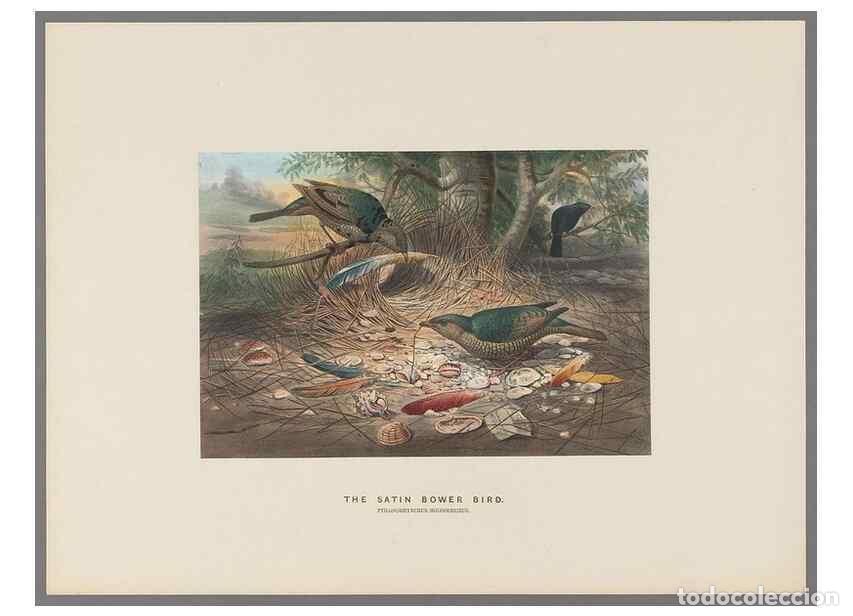 Coleccionismo de Revistas y Peri&oacute;dicos: Reproducci&oacute;n/Reproduction 49419343932: Zoological sketches /. London :Henry Graves,1861-1867.. - Wol