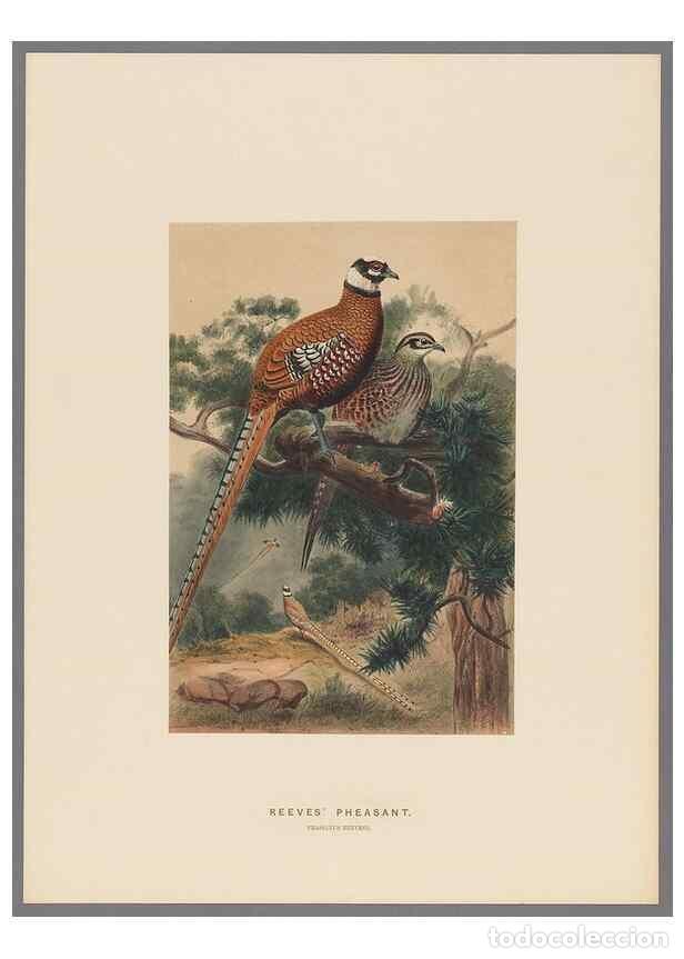 Coleccionismo de Revistas y Peri&oacute;dicos: Reproducci&oacute;n/Reproduction 49418657873: Zoological sketches /. London :Henry Graves,1861-1867.. - Wol