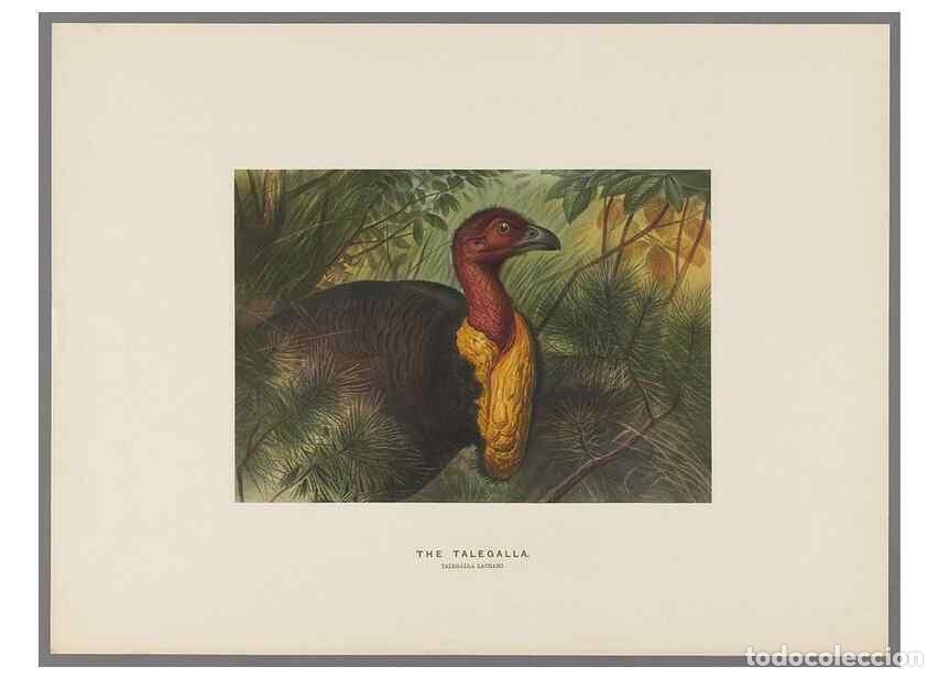 Coleccionismo de Revistas y Peri&oacute;dicos: Reproducci&oacute;n/Reproduction 49419127536: Zoological sketches /. London :Henry Graves,1861-1867.. - Wol