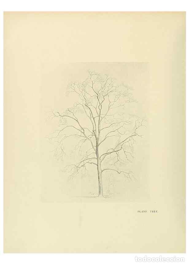 Coleccionismo de Revistas y Peri&oacute;dicos: Reproducci&oacute;n/Reproduction 49420359611: British trees /. London :Hutchinson,1907.. - Cole, Rex Vicat,