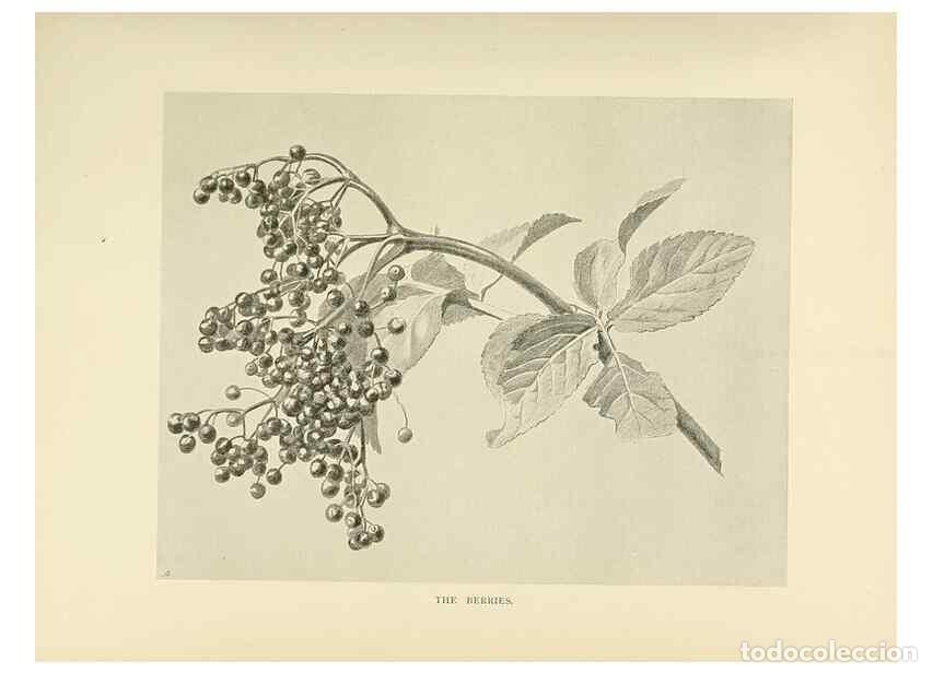 Coleccionismo de Revistas y Peri&oacute;dicos: Reproducci&oacute;n/Reproduction 49420522727: British trees /. London :Hutchinson,1907.. - Cole, Rex Vicat,