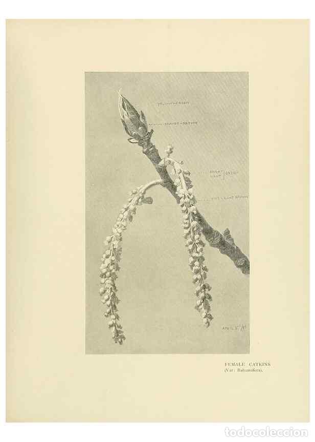 Coleccionismo de Revistas y Peri&oacute;dicos: Reproducci&oacute;n/Reproduction 49420573582: British trees /. London :Hutchinson,1907.. - Cole, Rex Vicat,