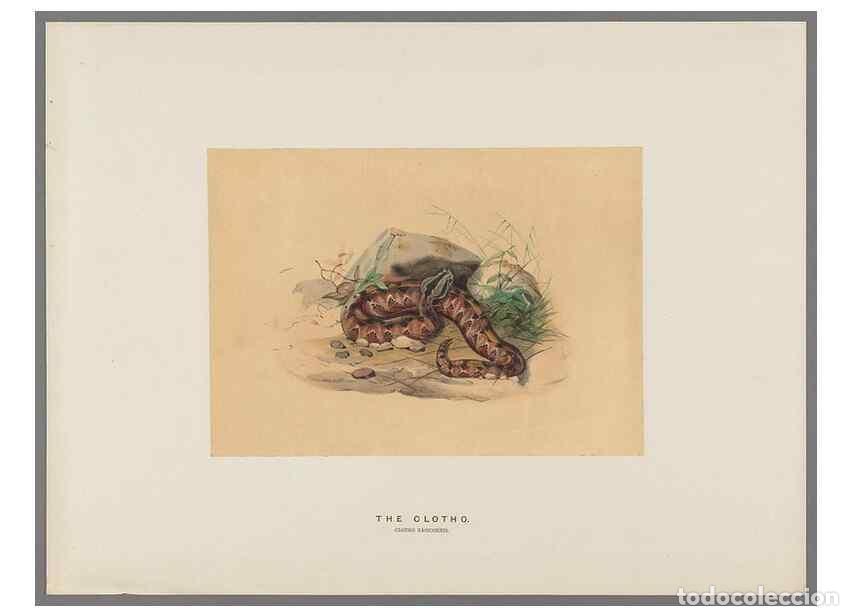 Collectionnisme de Revues et Journaux: Reproducci&oacute;n/Reproduction 49418661223: Zoological sketches /. London :Henry Graves,1861-1867.. - Wol