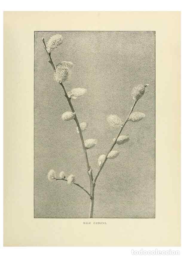 Collectionnisme de Revues et Journaux: Reproducci&oacute;n/Reproduction 49419842378: British trees /. London :Hutchinson,1907.. - Cole, Rex Vicat,