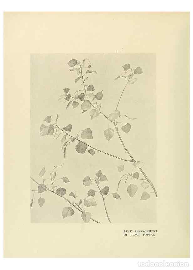 Collectionnisme de Revues et Journaux: Reproducci&oacute;n/Reproduction 49420572362: British trees /. London :Hutchinson,1907.. - Cole, Rex Vicat,