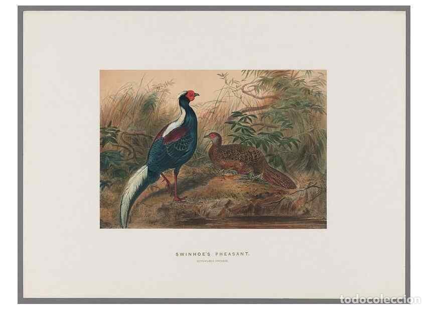 Collectionnisme de Revues et Journaux: Reproducci&oacute;n/Reproduction 49419345772: Zoological sketches /. London :Henry Graves,1861-1867.. - Wol
