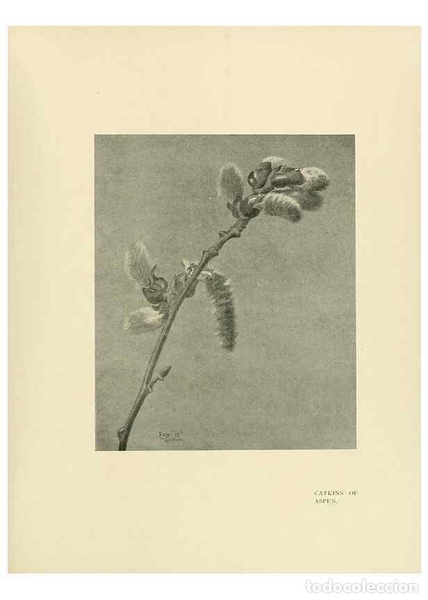 Collectionnisme de Revues et Journaux: Reproducci&oacute;n/Reproduction 49420357526: British trees /. London :Hutchinson,1907.. - Cole, Rex Vicat,