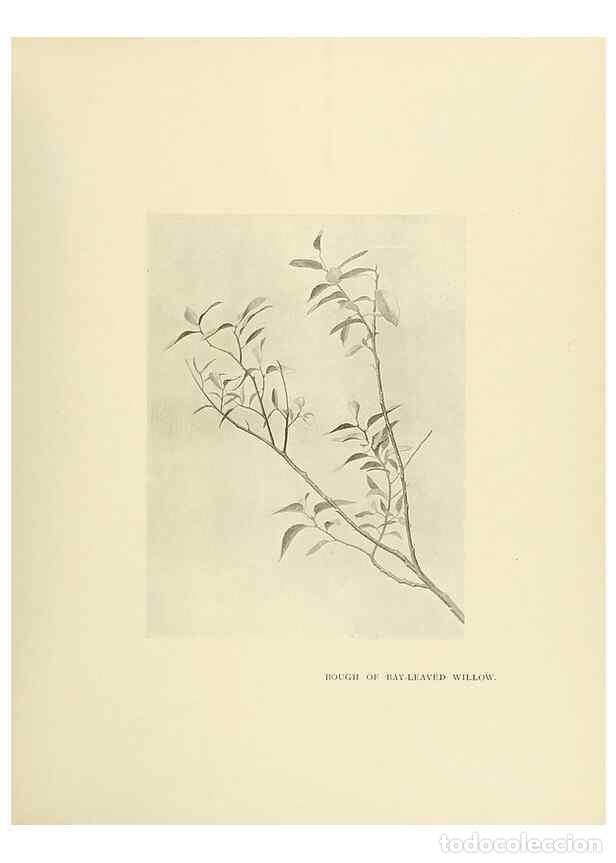 Collectionnisme de Revues et Journaux: Reproducci&oacute;n/Reproduction 49419843563: British trees /. London :Hutchinson,1907.. - Cole, Rex Vicat,