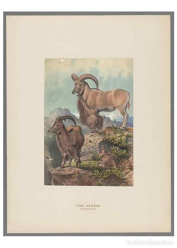 Collectionnisme de Revues et Journaux: Reproducci&oacute;n/Reproduction 49419342597: Zoological sketches /. London :Henry Graves,1861-1867.. - Wol