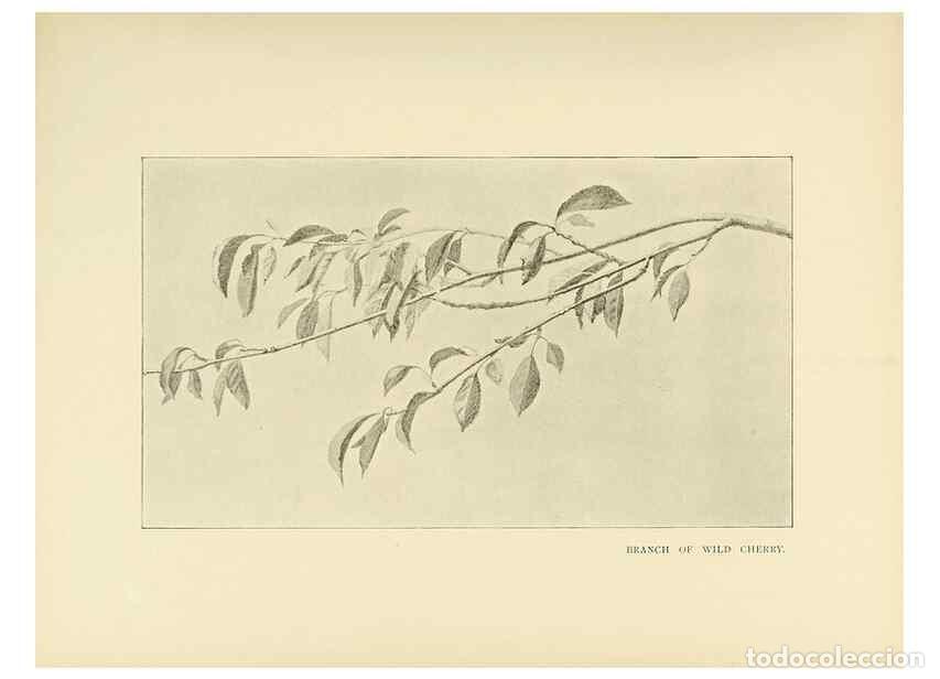 Collectionnisme de Revues et Journaux: Reproducci&oacute;n/Reproduction 49419844888: British trees /. London :Hutchinson,1907.. - Cole, Rex Vicat,