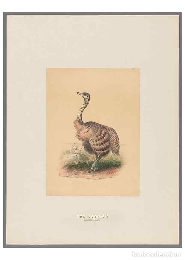 Collectionnisme de Revues et Journaux: Reproducci&oacute;n/Reproduction 49419127721: Zoological sketches /. London :Henry Graves,1861-1867.. - Wol