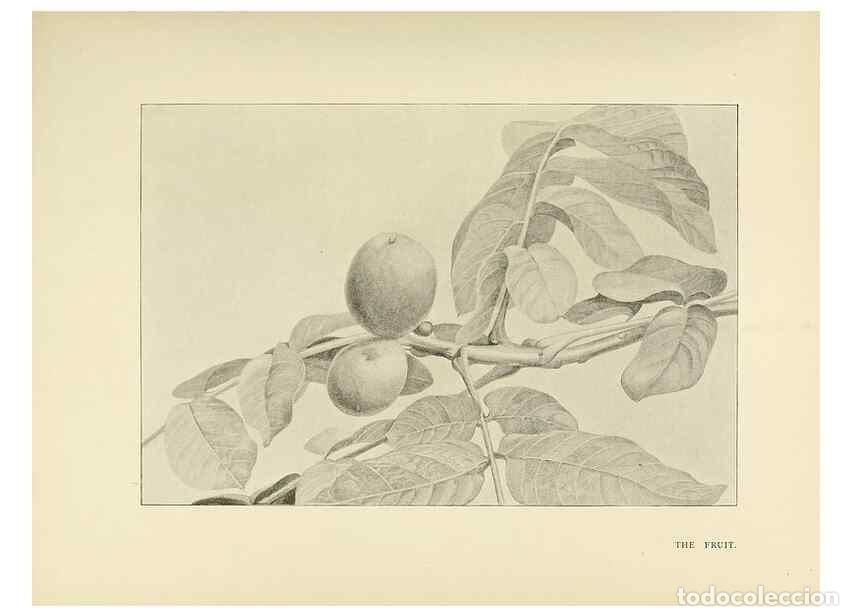 Collectionnisme de Revues et Journaux: Reproducci&oacute;n/Reproduction 49420527437: British trees /. London :Hutchinson,1907.. - Cole, Rex Vicat,