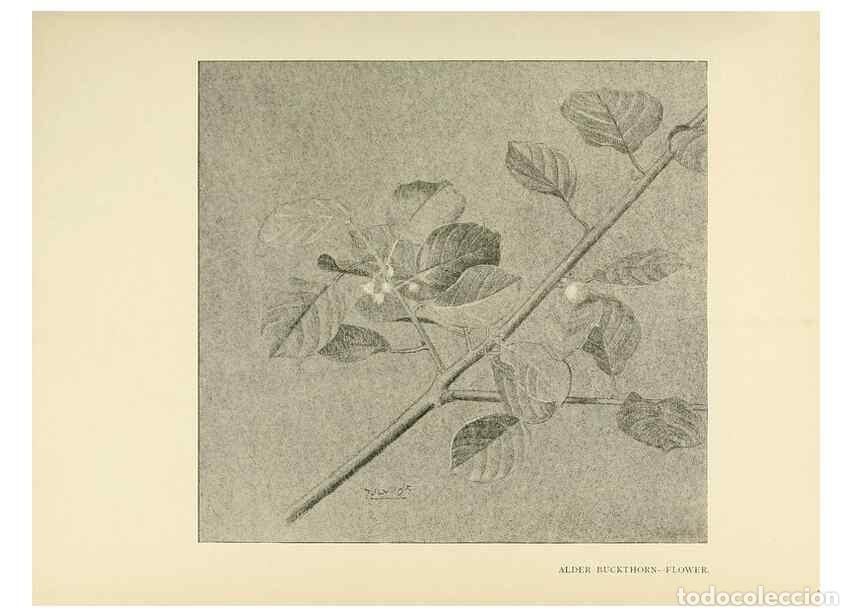 Collectionnisme de Revues et Journaux: Reproducci&oacute;n/Reproduction 49420303616: British trees /. London :Hutchinson,1907.. - Cole, Rex Vicat,