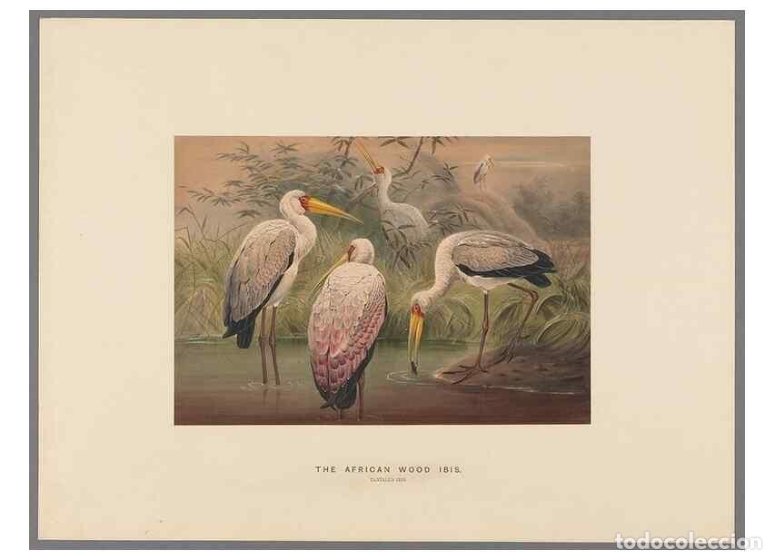 Collectionnisme de Revues et Journaux: Reproducci&oacute;n/Reproduction 49418660398: Zoological sketches /. London :Henry Graves,1861-1867.. - Wol